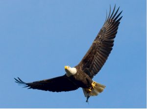 bald-eagle-529664_1280